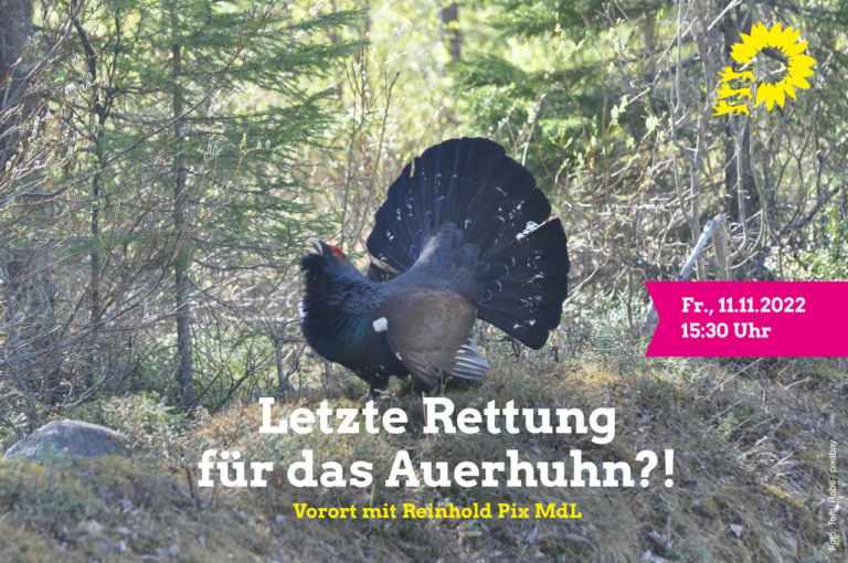 Letzte Rettung Auerhuhn?!